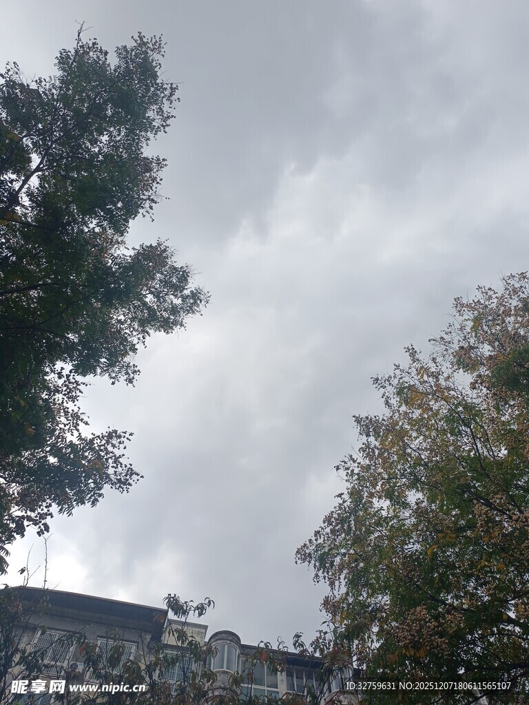 阴天时的树木与建筑