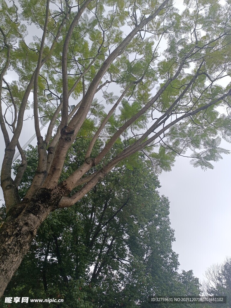 仰视繁茂大树树冠