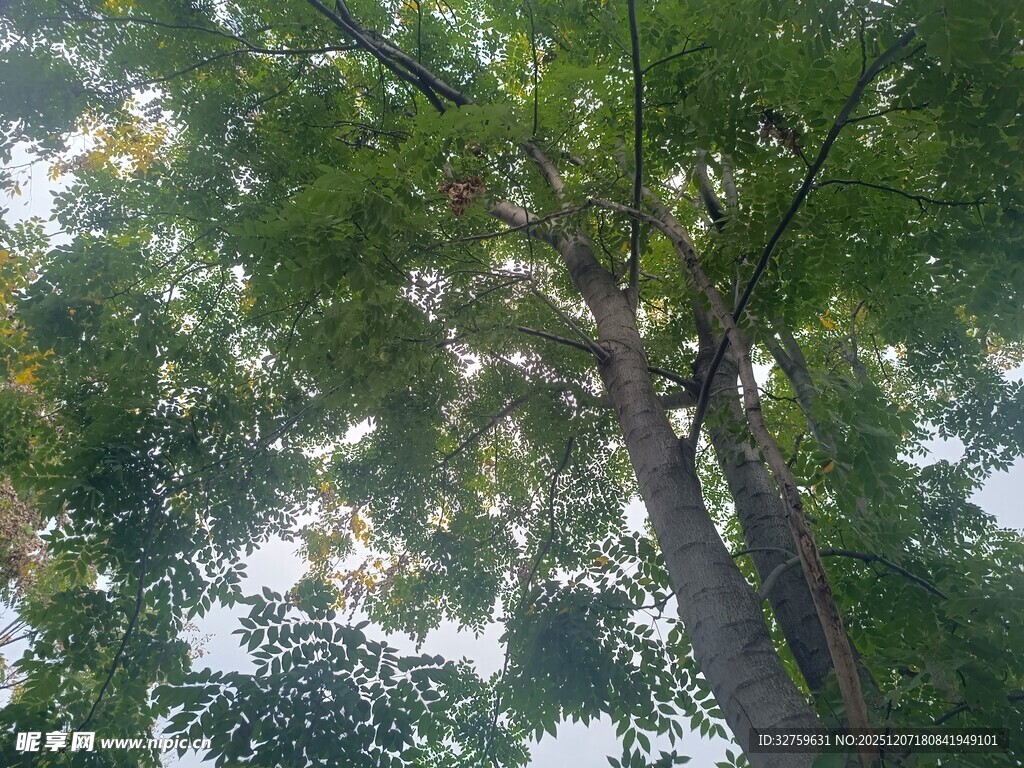 茂密树林中的高大树木