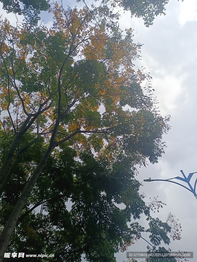 仰视繁茂树木枝叶