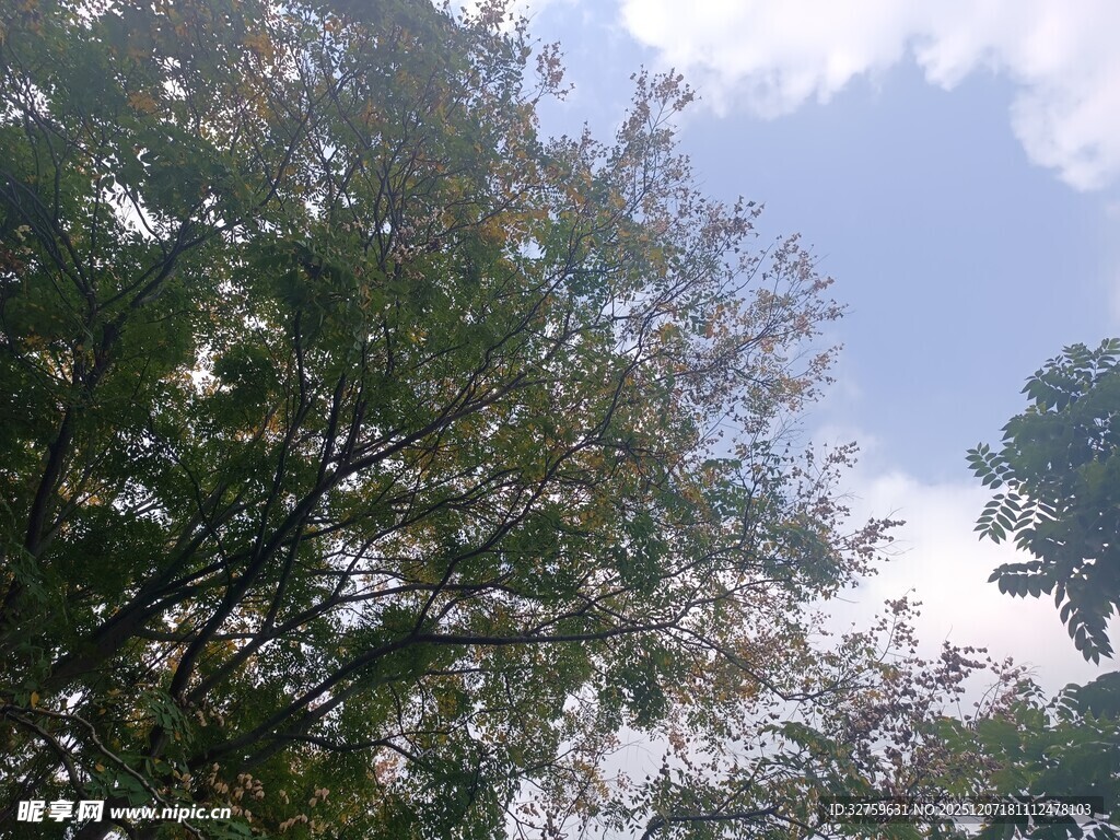 蓝天绿树间的自然景致