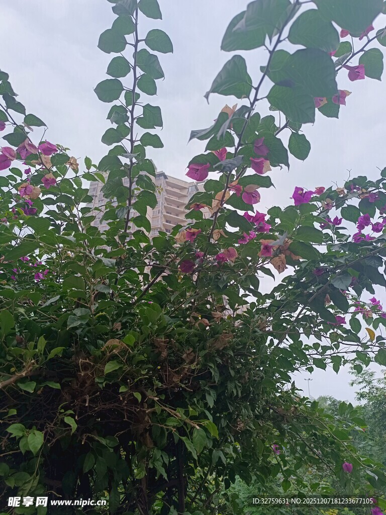 绿叶丛中绽放的娇艳花朵