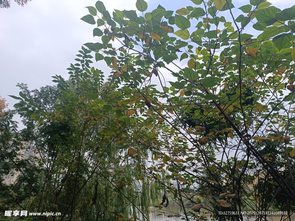 繁茂树林绿意盎然