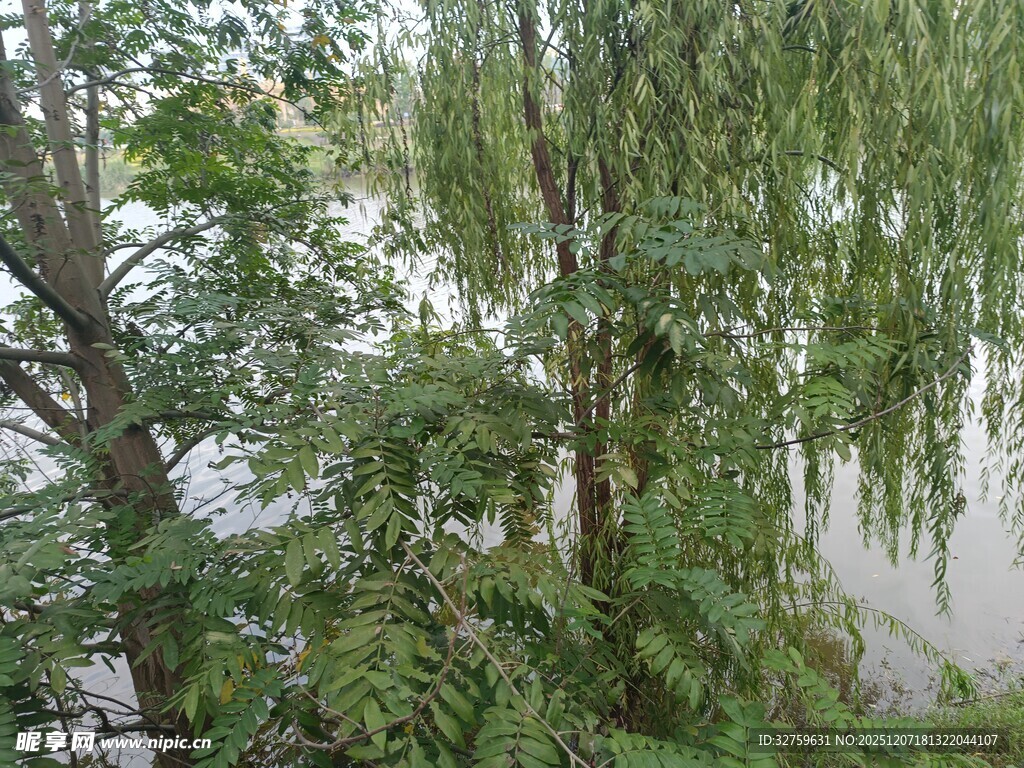 河畔垂柳绿意盎然