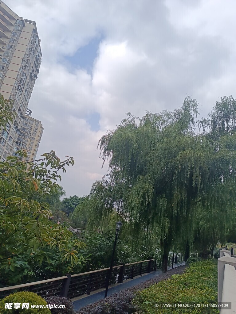 河畔垂柳与高楼景致