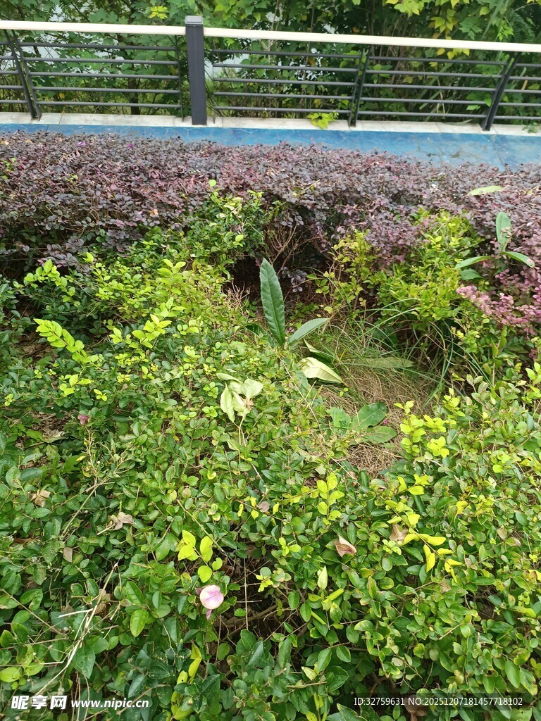 户外繁茂绿植景观