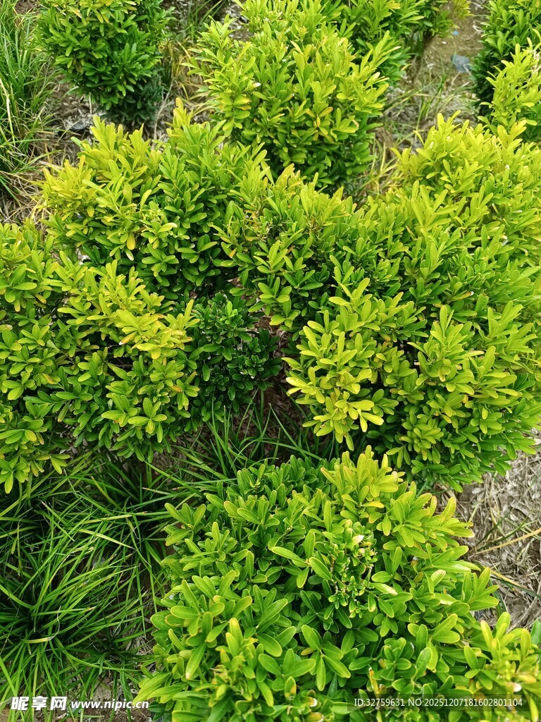 翠绿灌木丛景观