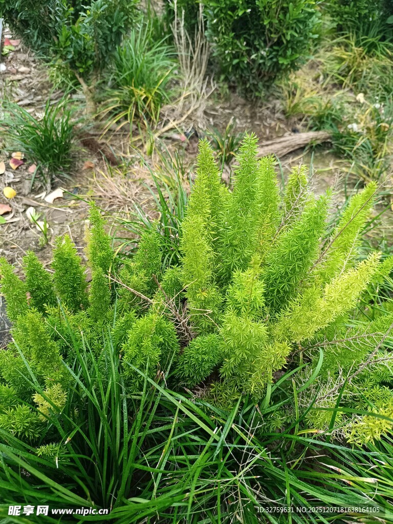 翠绿蕨类植物生机盎然