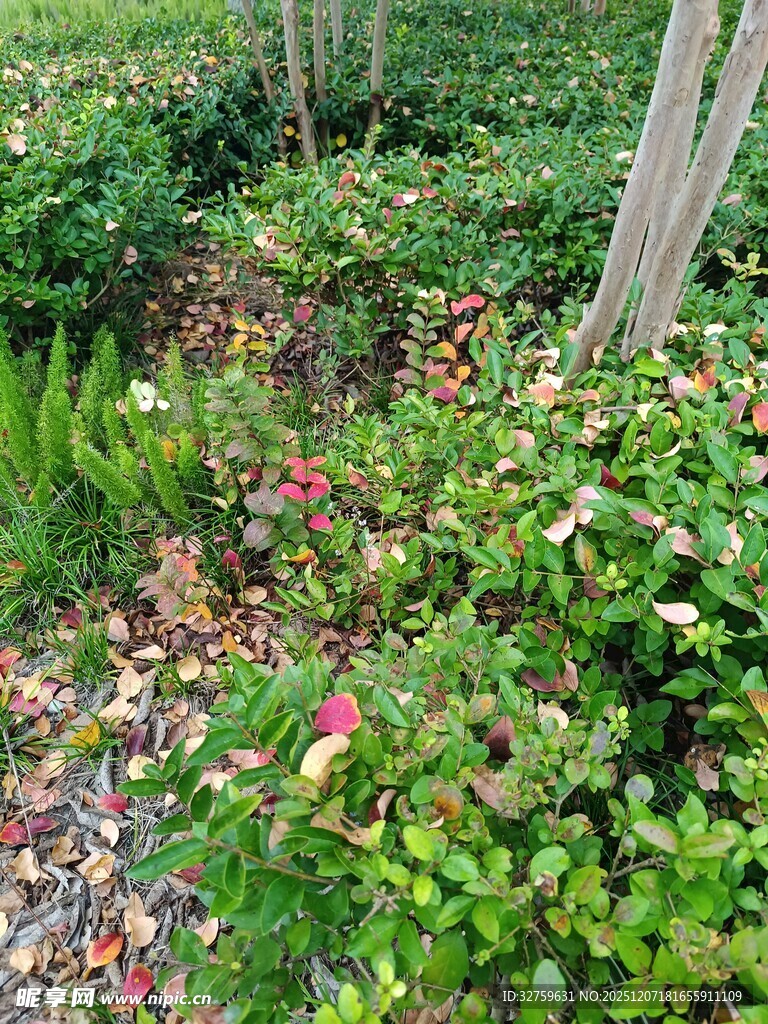 花园中繁茂多彩的绿植