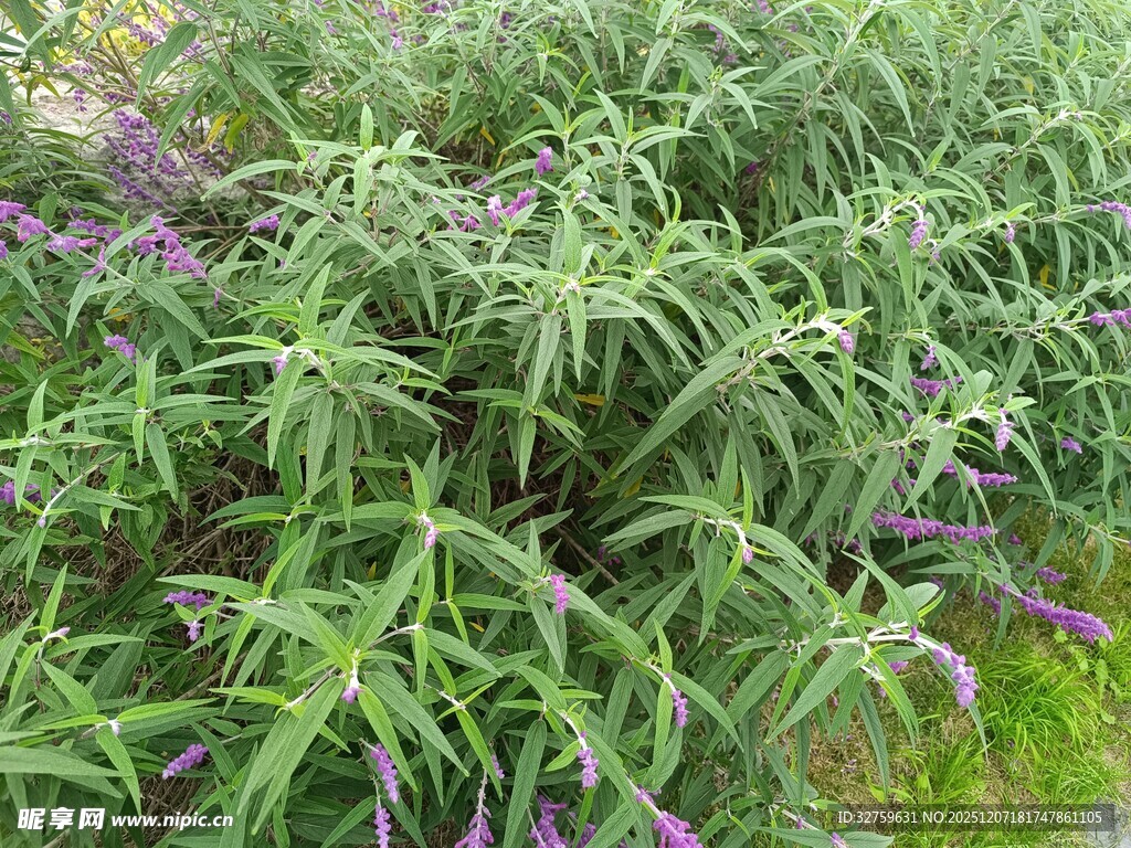 绿叶丛中绽放的紫色小花