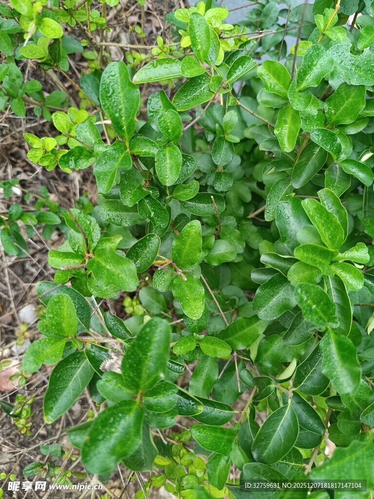 翠绿繁茂的丛生植物