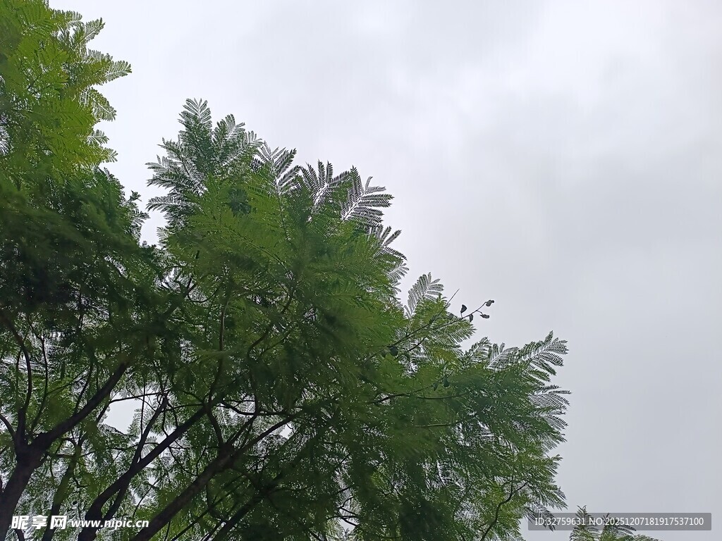 绿树映灰天的自然景致
