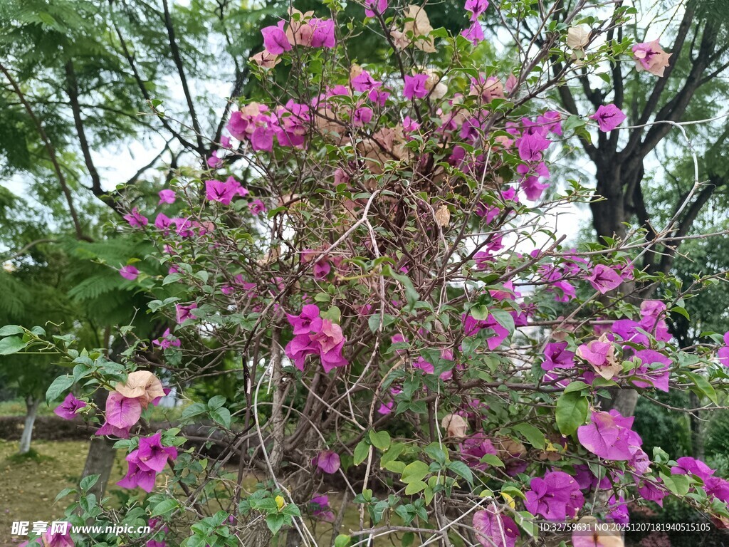 盛开的紫色繁花灌木