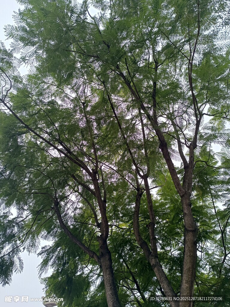 茂密树林中的高大树木