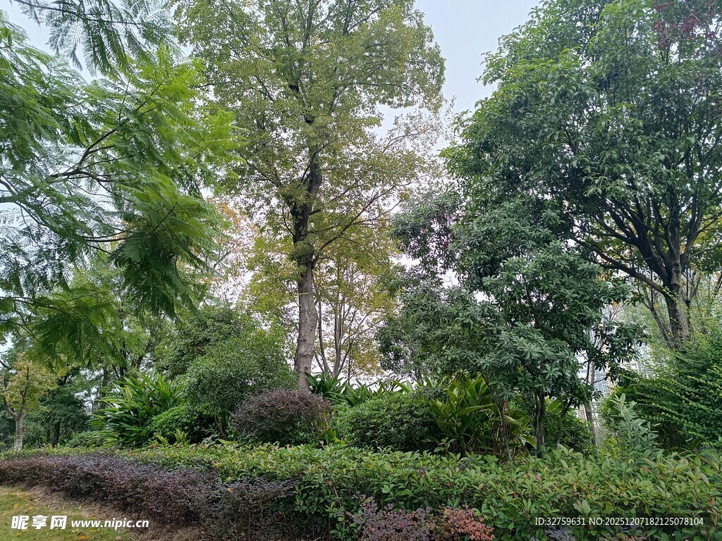 绿意盎然的户外植物景观