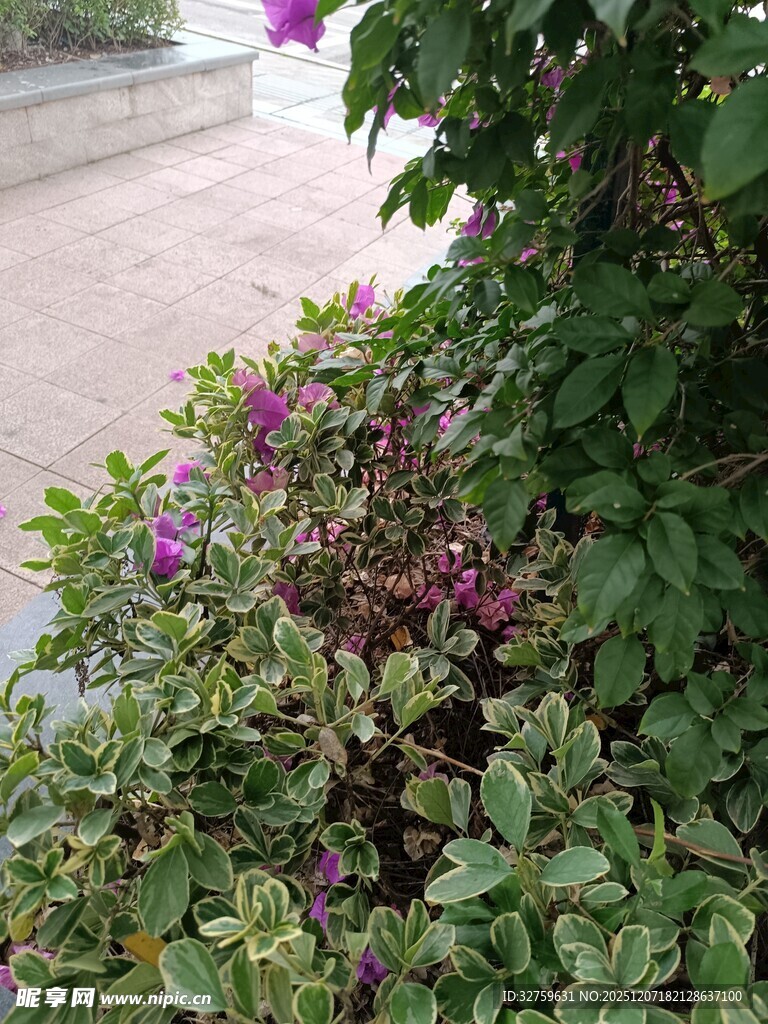 路边绽放的紫色繁茂花卉