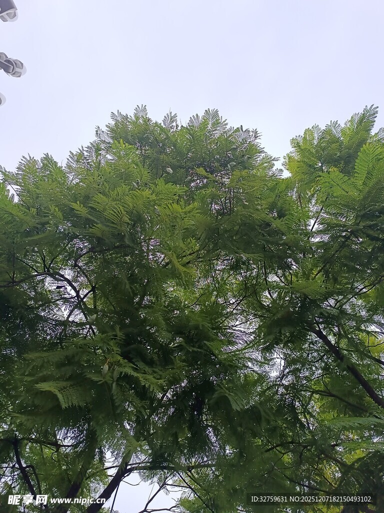 茂密绿树展现自然生机