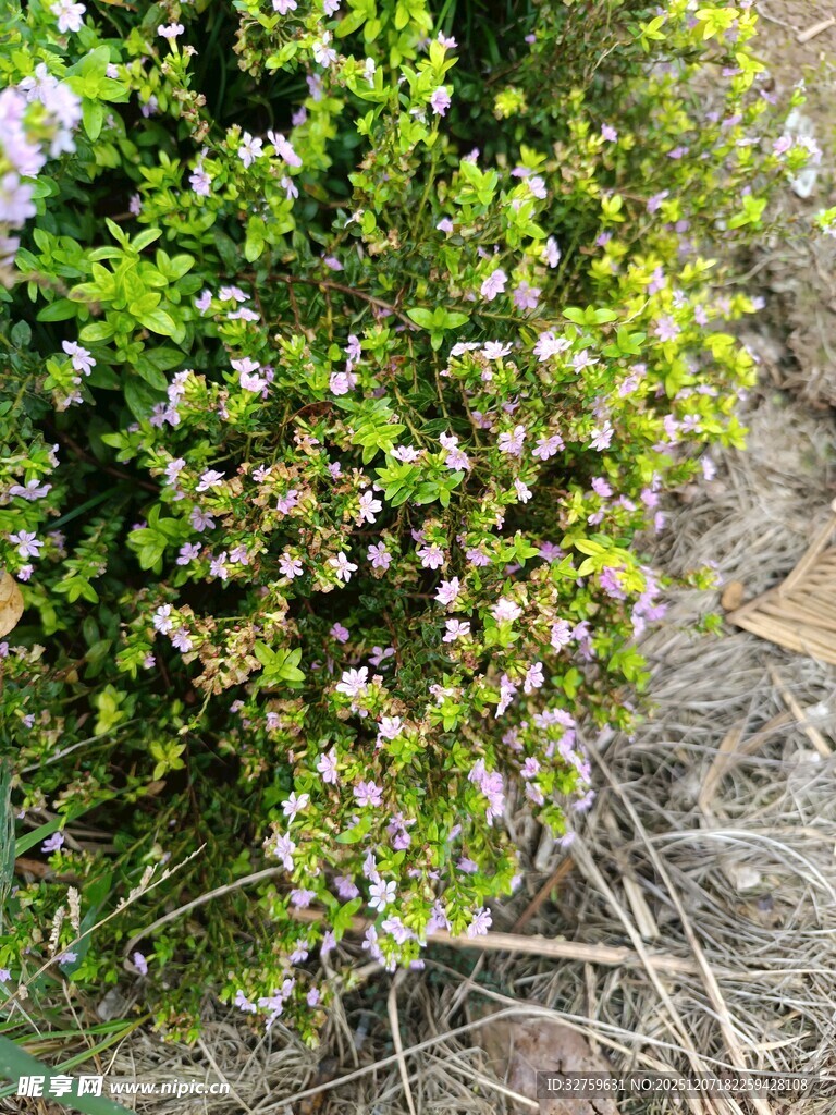 绿叶间的紫色小花