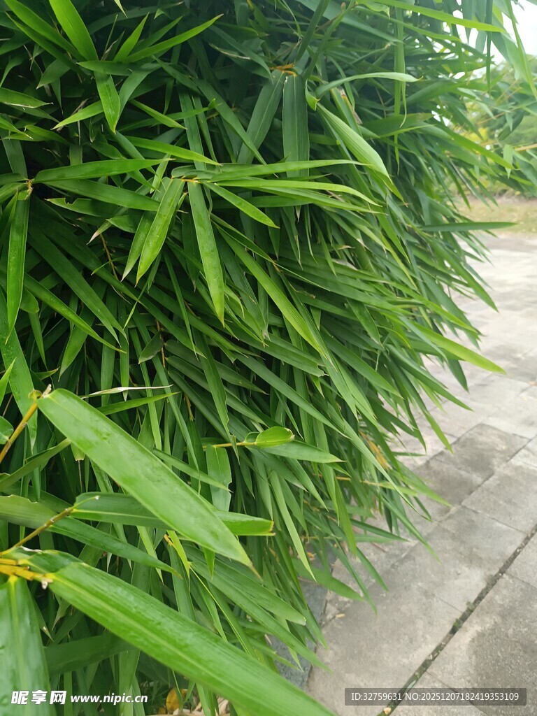翠绿竹叶沿小径生长