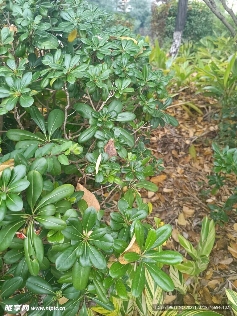 山林间的繁茂绿植