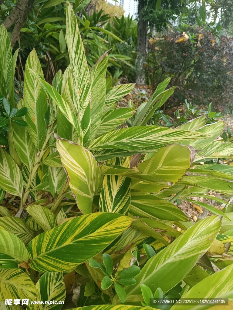 黄绿相间观叶植物特写