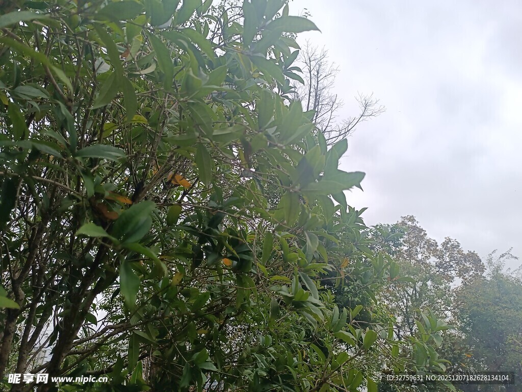 茂密树林中的绿植景观