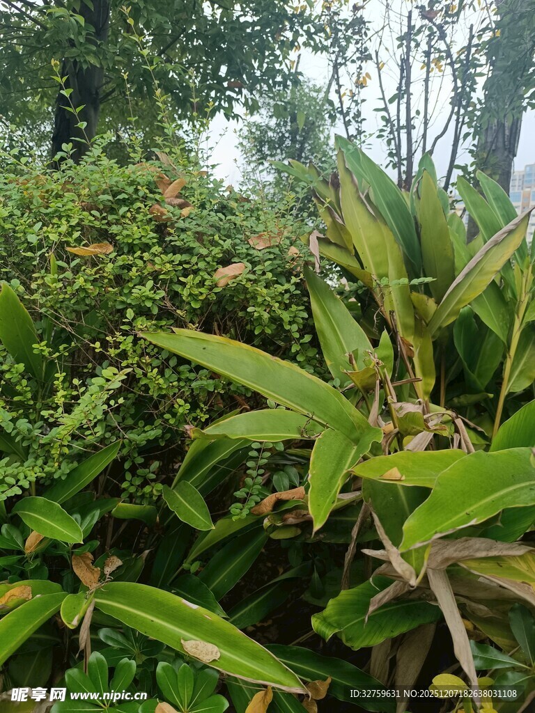 茂密绿植中的生机景象