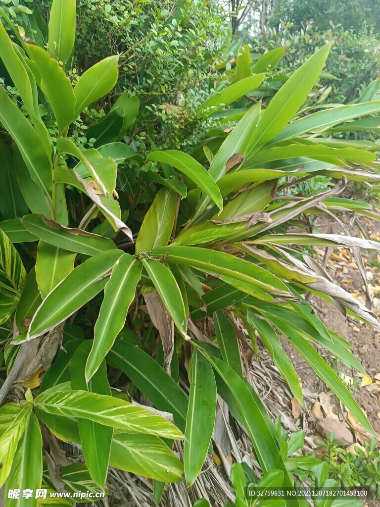 翠绿繁茂的热带植物景观