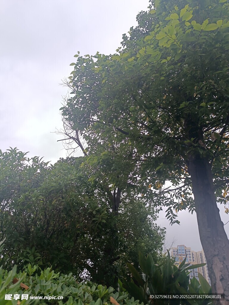 雾中葱郁树木景观