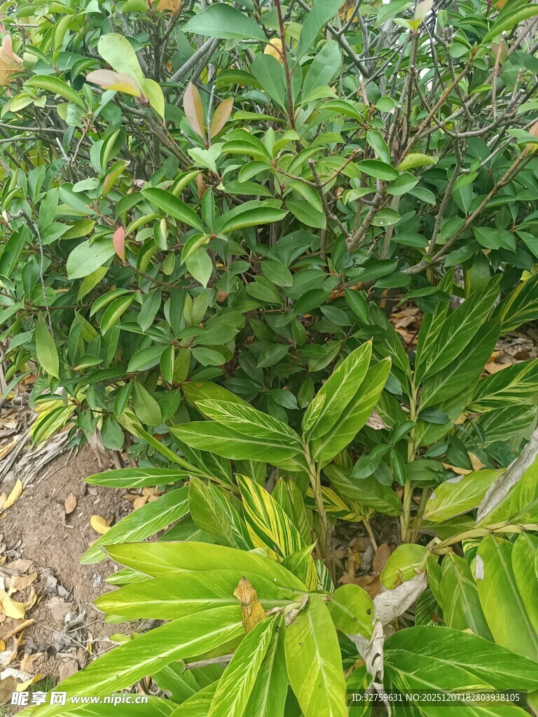 绿叶繁茂的植物景观