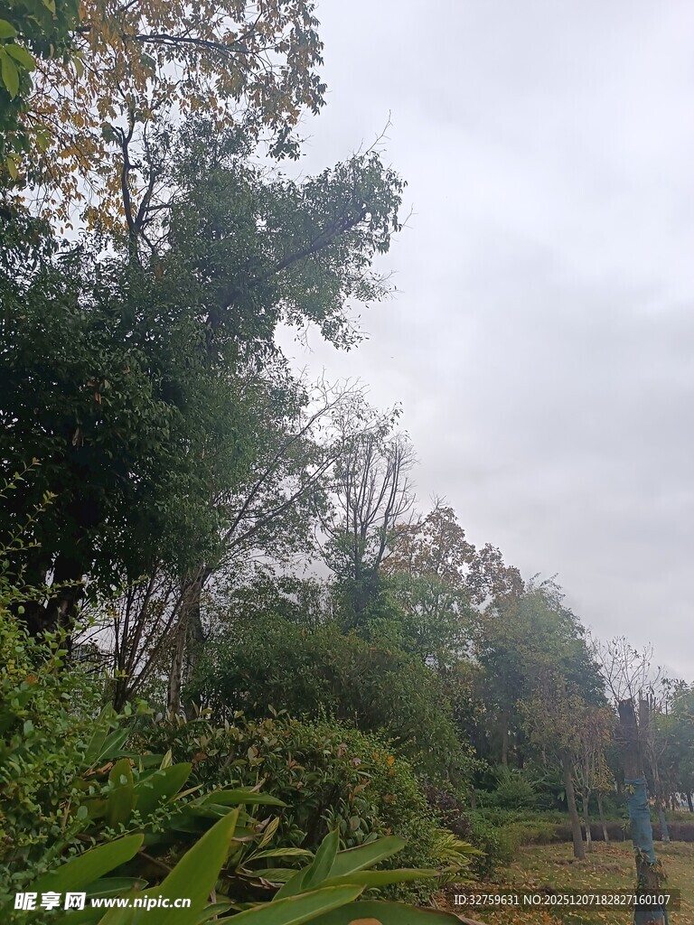 阴天里的树木与绿植景观