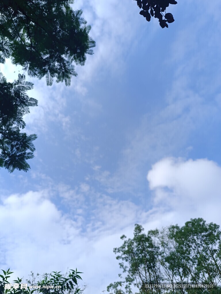 仰望蓝天绿树的惬意景象