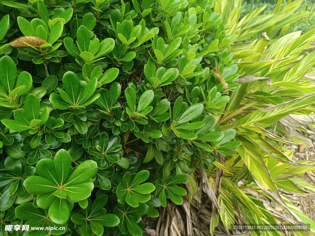 翠绿繁茂的海边植物