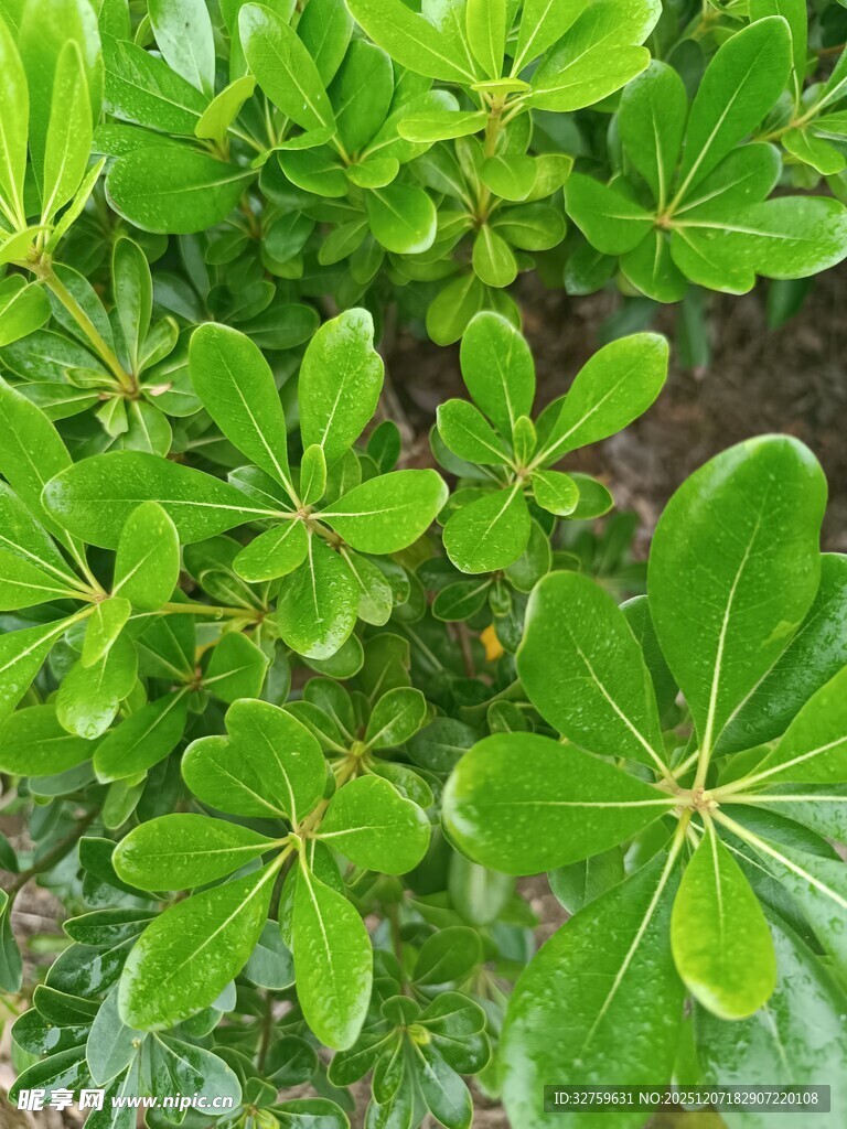 翠绿海桐叶特写