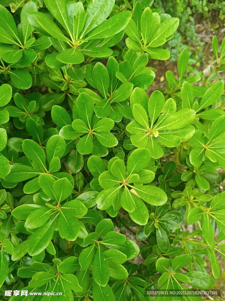 翠绿繁茂的植物叶片