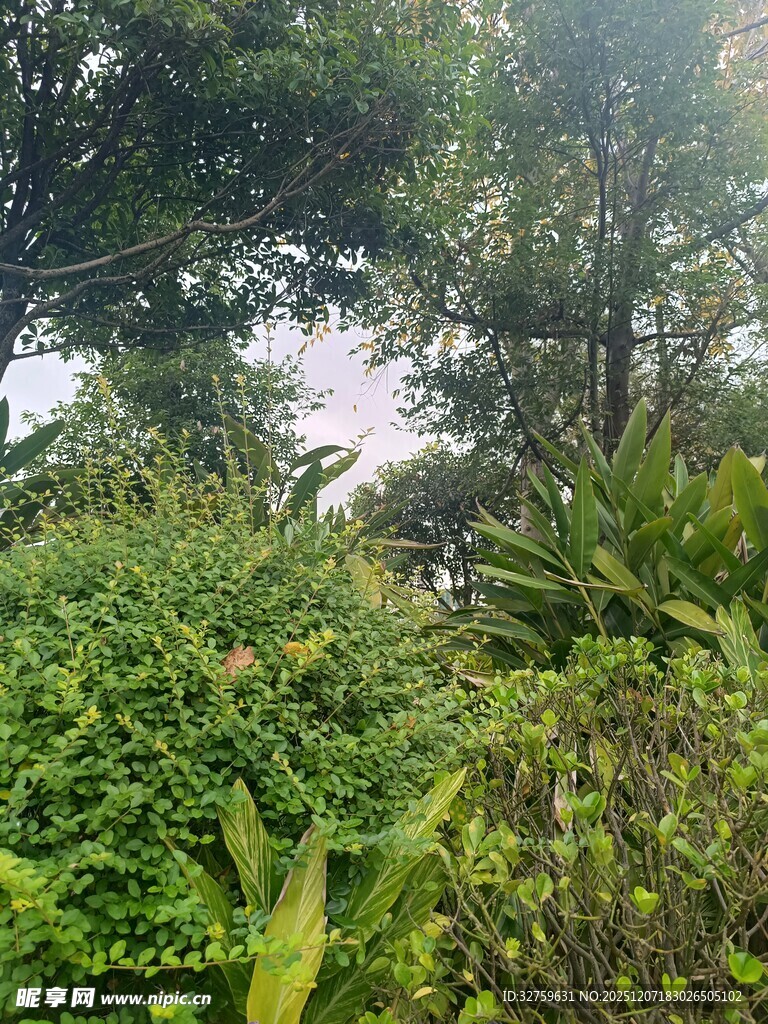 繁茂绿植景观