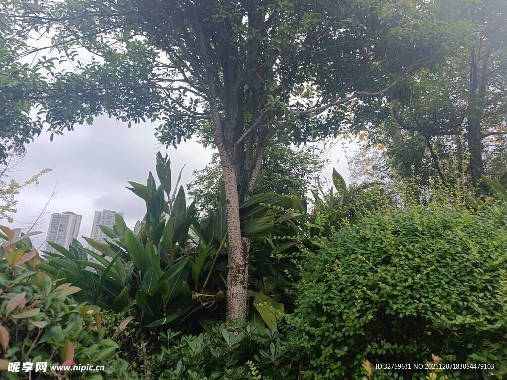 繁茂绿植中的高大树木