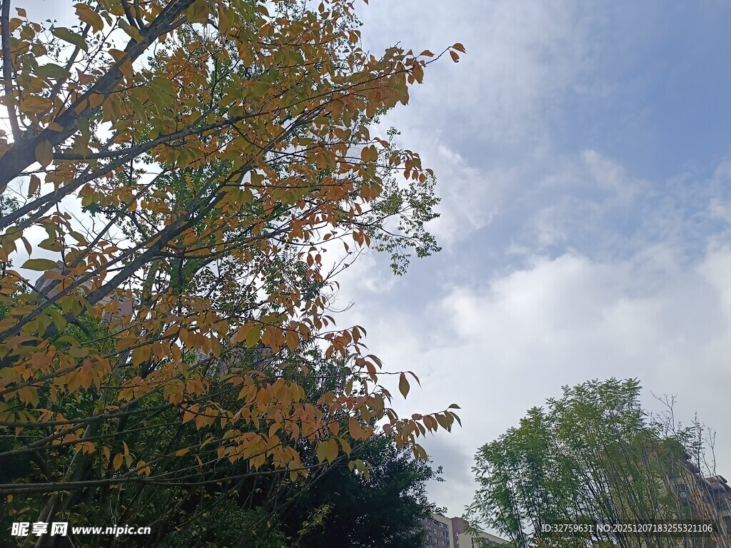 秋日树梢与蓝天白云