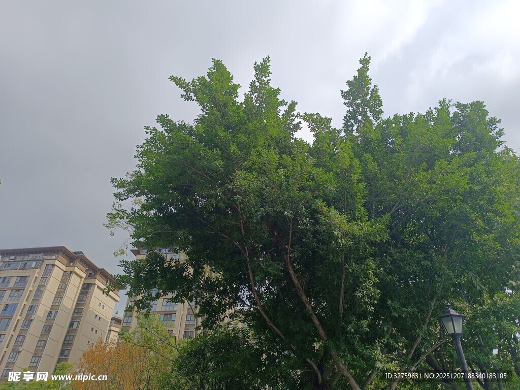 城市中葱郁的绿树景观