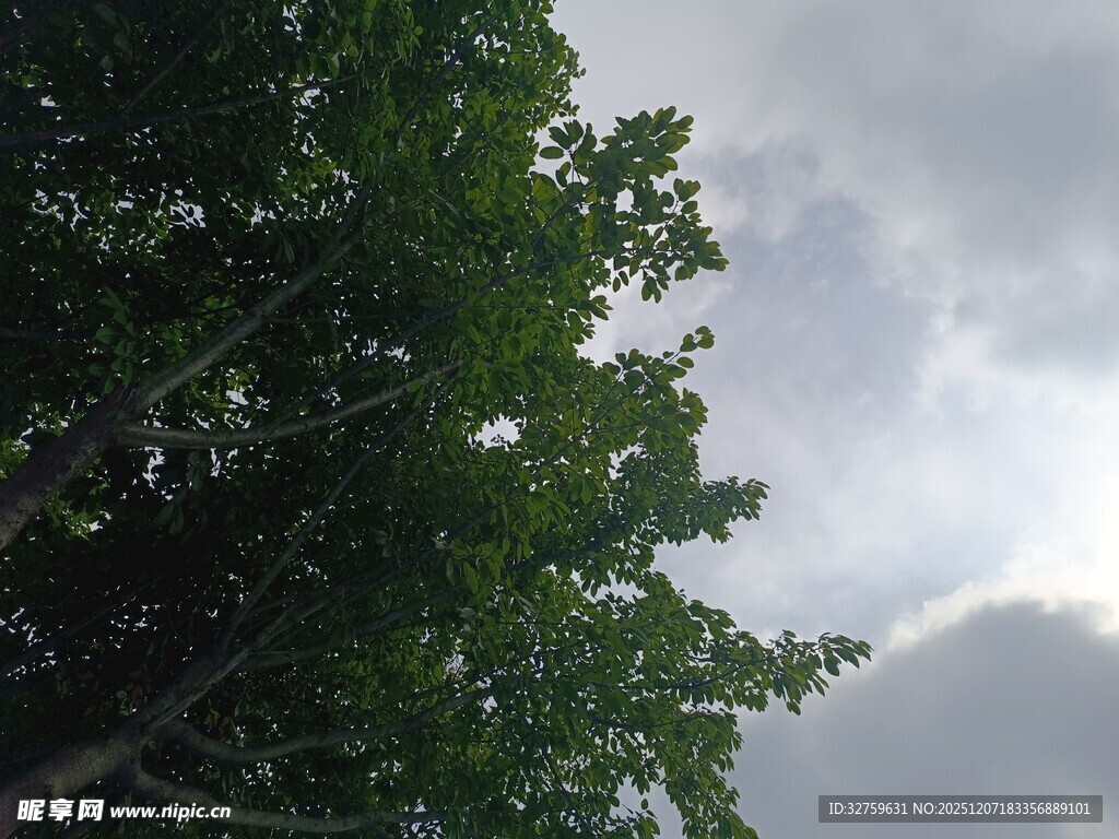 仰视绿树与天空景象