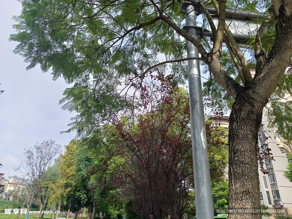 户外路旁绿树景致