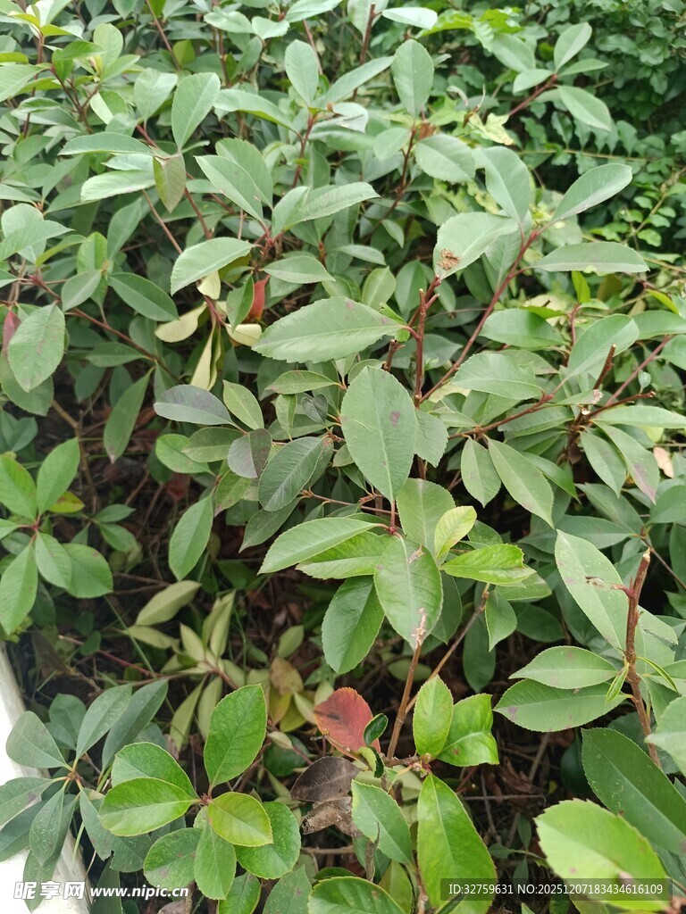 绿叶繁茂的植物景观