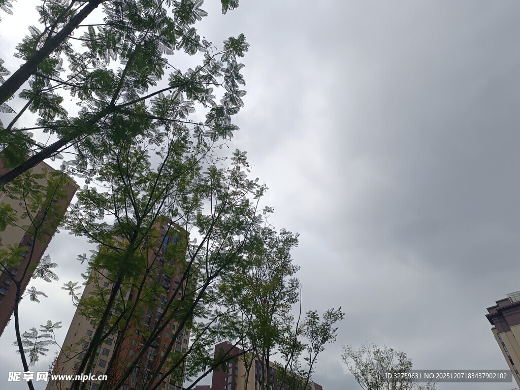 阴天中的树木与建筑