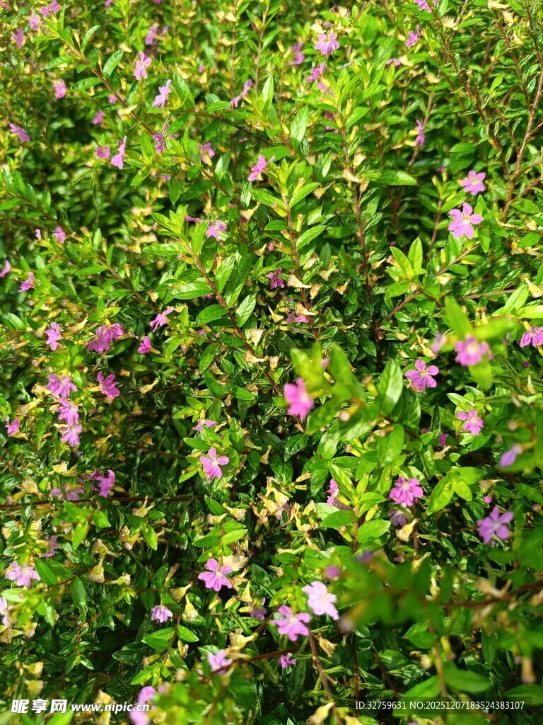 繁茂草丛中的娇艳小花