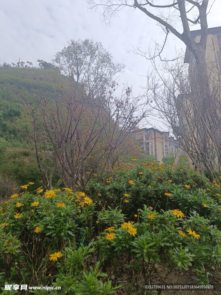 山间黄花与枯树之景