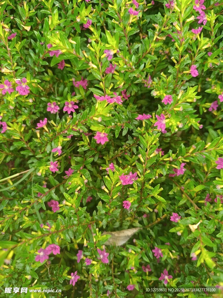 绿叶间的粉色小花绽放