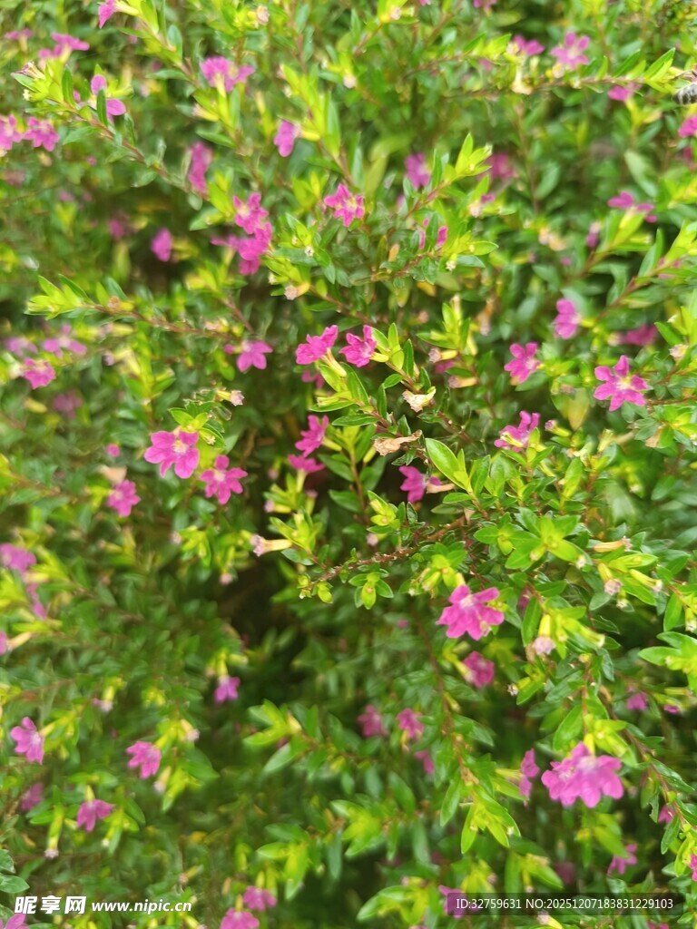 繁茂绿叶间的娇艳粉花