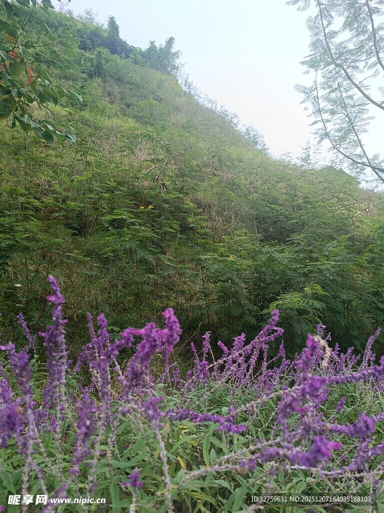 山坡上绽放的紫色野花