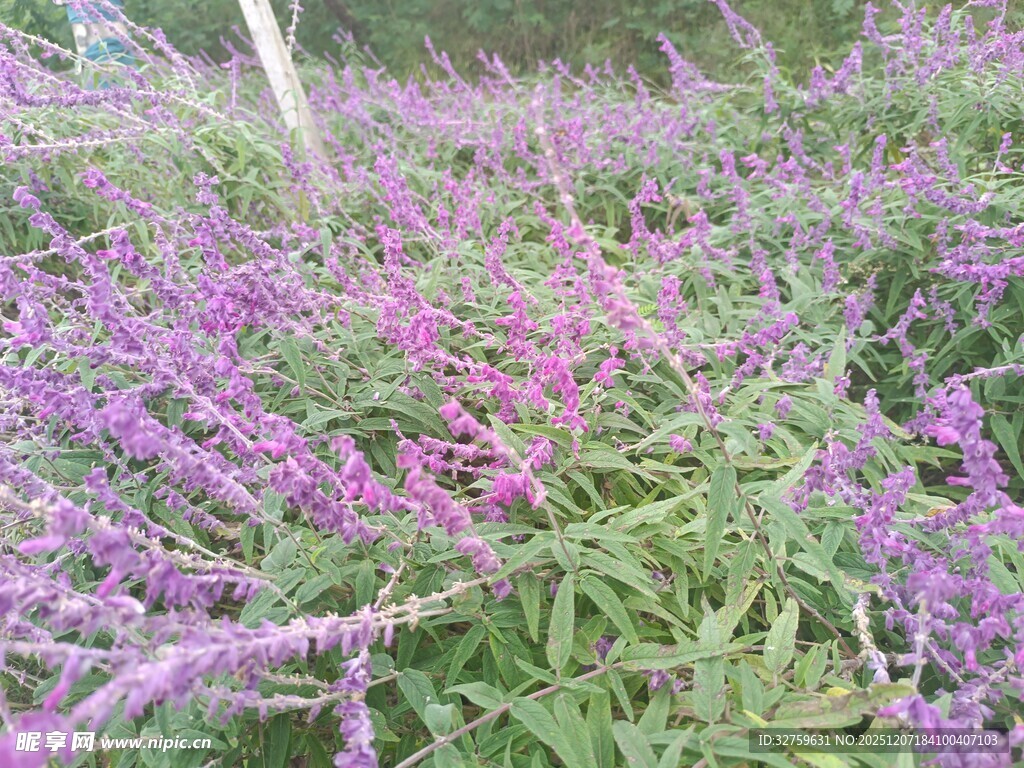 紫色鼠尾草花海美景