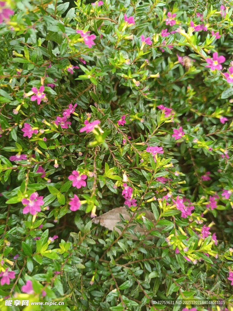 繁茂绿叶间的娇艳粉花